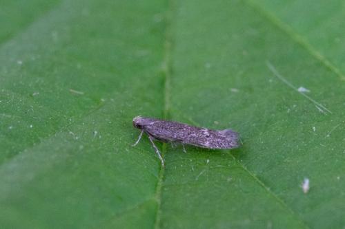 Monochroa sp.
